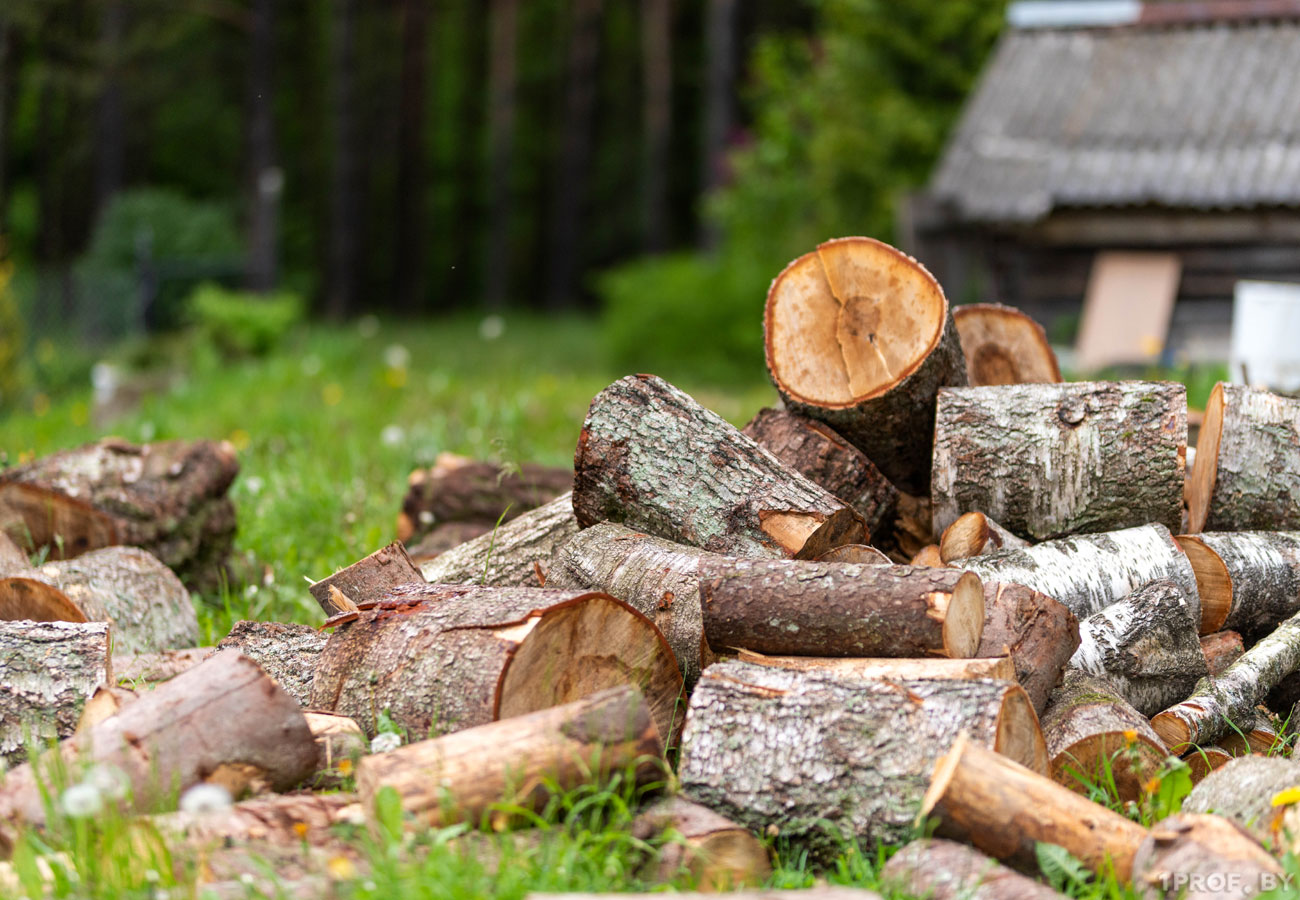 Участки древесины на корню для самозаготовки дров