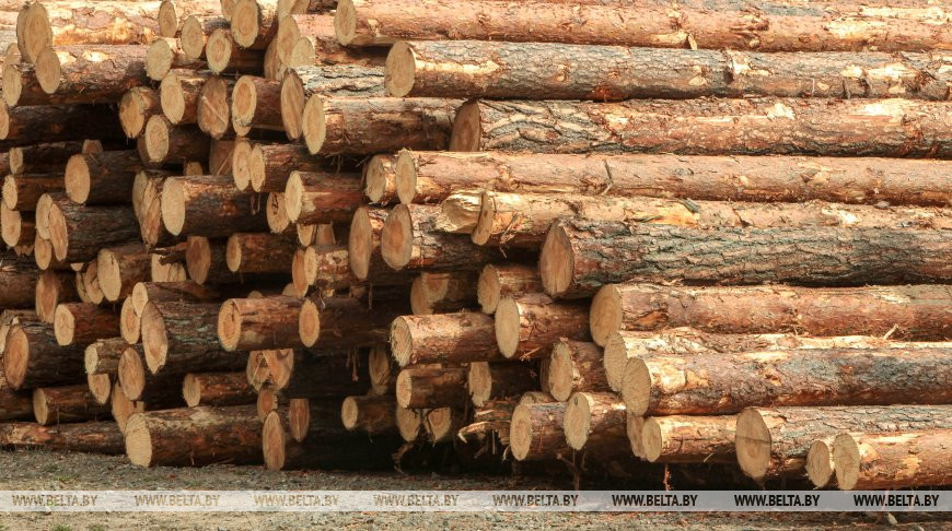 Лукашенко поменял правила реализации древесины. Физлица смогут приобретать деловую древесину в лесхозах