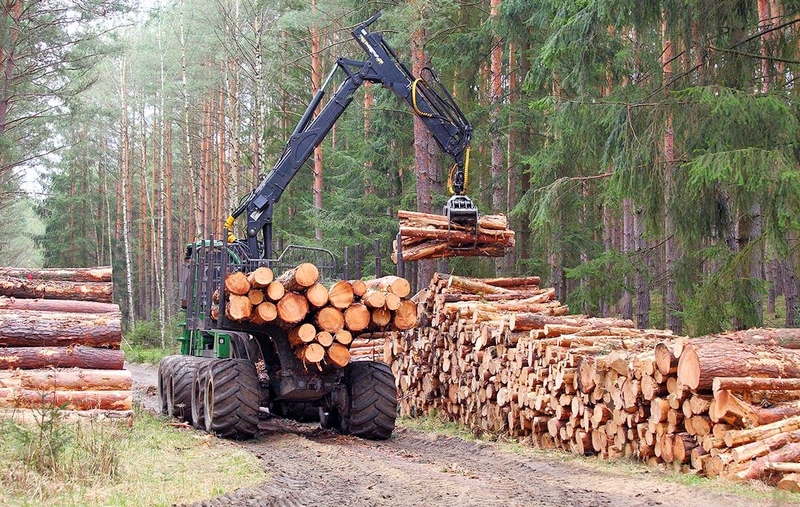 Реализация древесины физическим лицам по Указу № 294