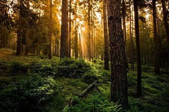Акция «Неделя леса» 2021