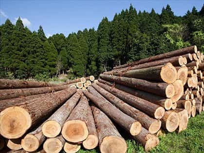 О порядке реализации лесоматериалов населению