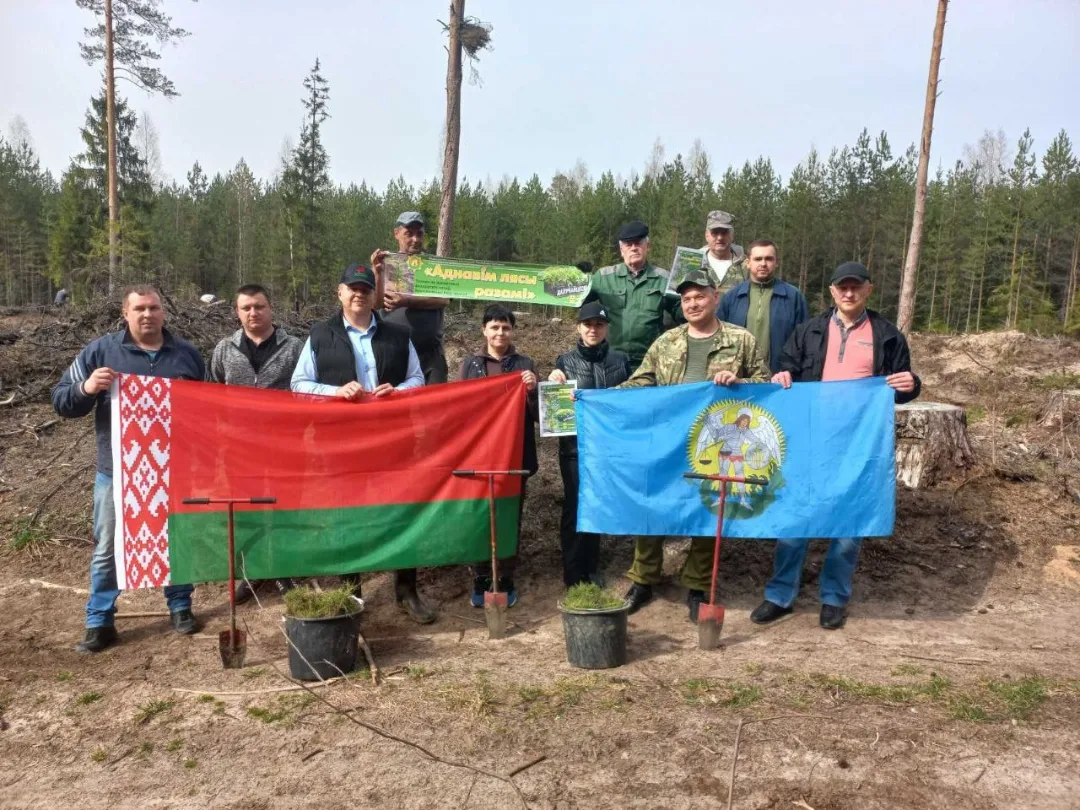 Руководство Шумилинского  района участвует в посадке лесных культур.